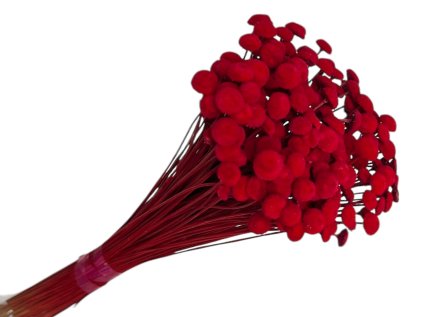 botao amarelino dried flowers red cervene