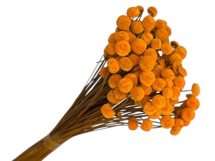 button yellowish dried flowers orange