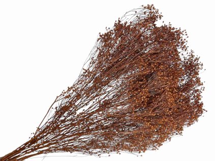 dried broom bloom susene kvety kytica brown hnede