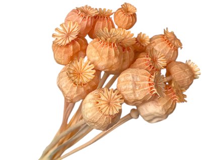 dried green poppy seeds