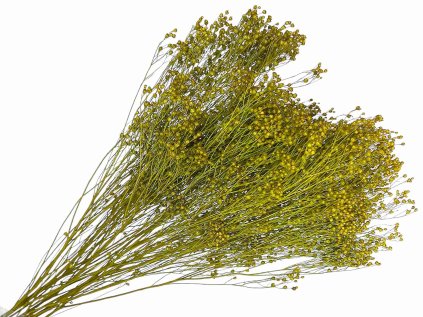 dried broom bloom susene kvety kytica olive green olivove