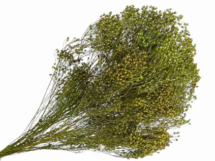 dried broom bloom susene kvety kytica green zelene