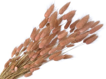 lagurus boho hnedoruzovy