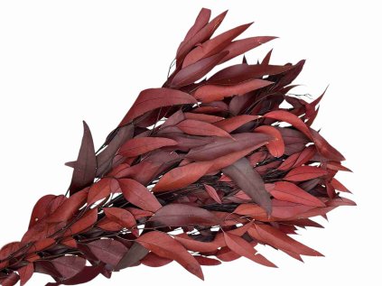 eucalyptus eukalyptus listy nicholii bordove burgundy