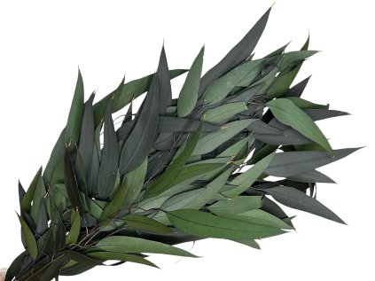 eucalyptus nicholii green dried leaves