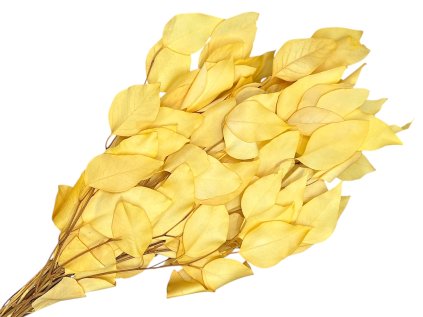 eucalyptus eukalyptus listy stuartiana žlté yellow