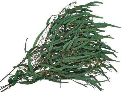 eucalyptus eucalyptus leaves willow green green