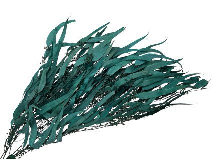 eucalyptus eucalyptus leaves willow blue blue-green