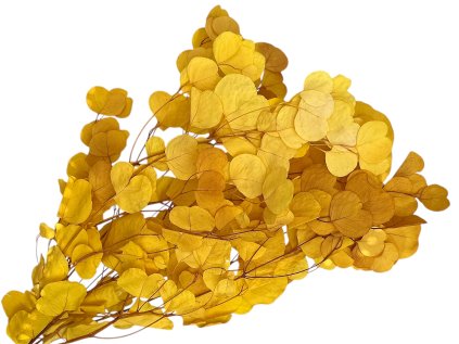 preserved stabilizovany eucalyptus populus žltý yellow