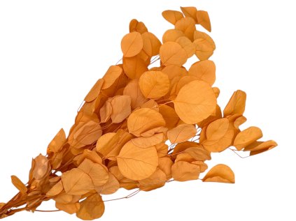 preserved stabilizovany eucalyptus populus orange oranžový