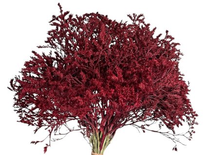 statice tatarica dried flowers burgundy bordova