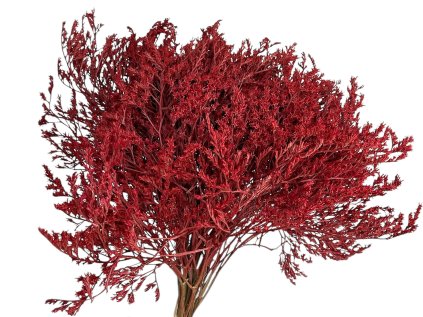 statice tatarica dried flowers red red