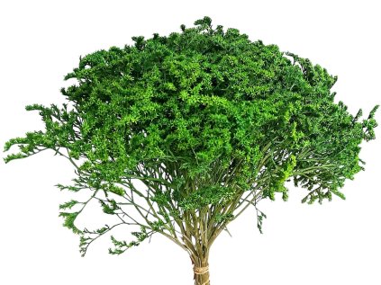 statice tatarica dried flowers red green