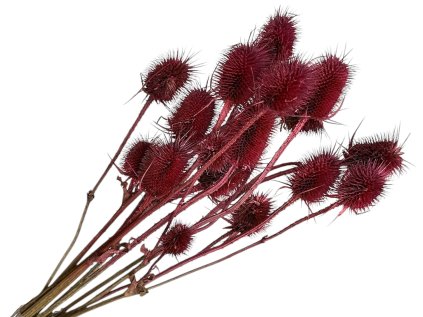 dipsacus bodliak thistle bordovy burgundy2