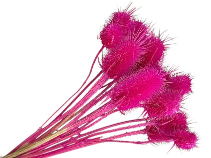 dipsacus bodliak thistle bordovy cyclamen