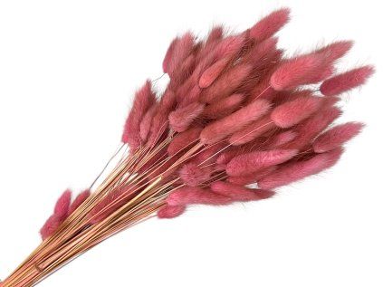 lagurus bunny tail pink rustic