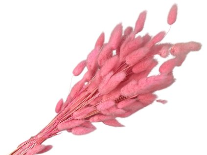 lagurus bunny tail bright ruzovy pink bieleny