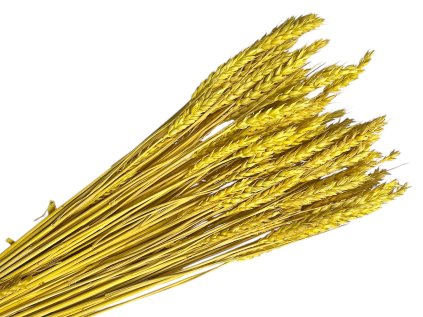 psenica wheat susene obilie horčicovo žlté yellow mustard