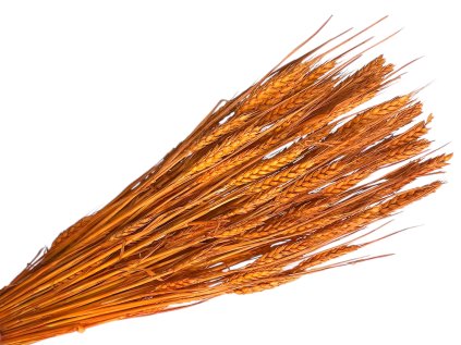 psenica wheat susene obilie horčicovo klasy oranzove