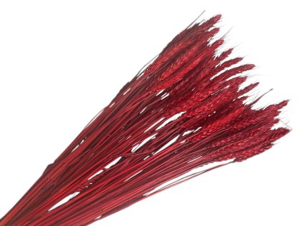 psenica wheat susene obilie jasne cervene red