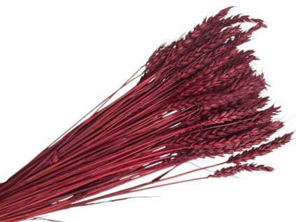 wheat wheat dried cereals burgundy