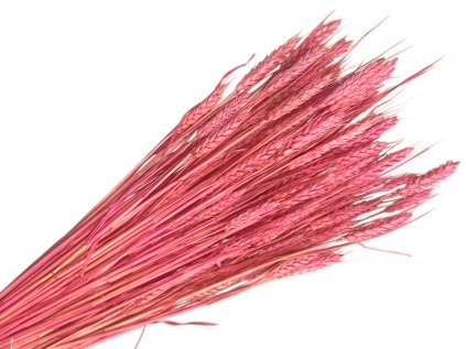 psenica wheat susene obilie bleached pink svetlé ružové