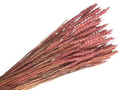 wheat dried cereal rustic pink old rose
