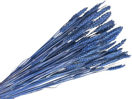 psenica dried wheat susene obilie blue modra susina