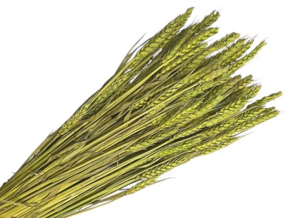 psenica dried wheat susene obilie light green svetlozelené