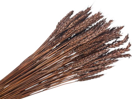 psenica dried wheat susene obilie brown hnede