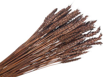 Dried wheat dried grain brown brown