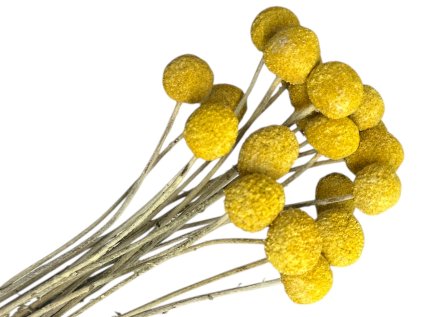 Sušené kvety Craspedia medium 20ks - prírodné žlté