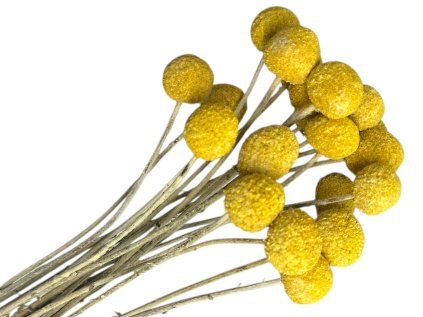 Dried Craspedia flowers medium 20pcs - natural yellow
