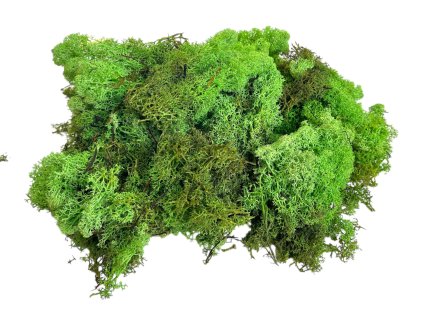 Icelandic moss, reindeer moss 250g light green (2)