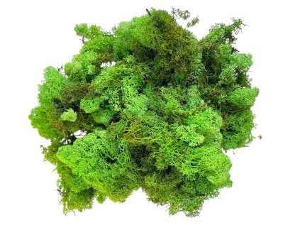 Icelandic moss, reindeer moss 250g light green