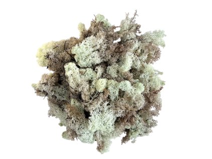 Icelandic moss, reindeer moss 250g beige natural