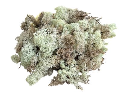 Icelandic moss, reindeer moss 250g beige natural (2)