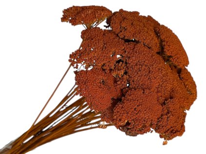 achillea dried preserved rebricek susene kvety oranzove1