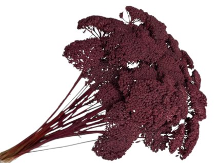 achillea dried preserved burgundy rebricek susene kvety bordové