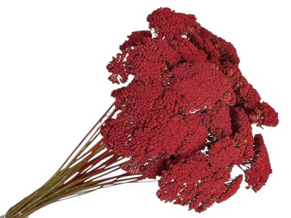 achillea dried preserved red rebricek susene kvety červené