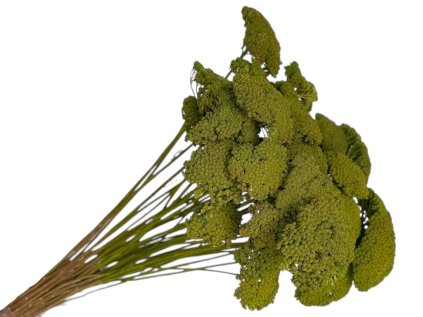 achillea dried preserved moss green rebricek susene kvety machovo zelene