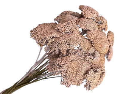achillea dried sušený rebríček marhuľa peach