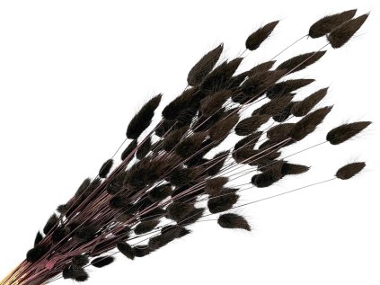 lagurus hnedo cierny