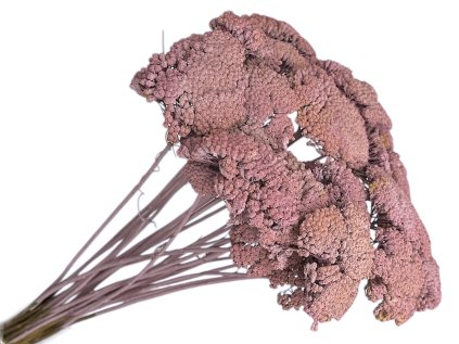 achillea dried sušený rebríček vintage rose staroružový