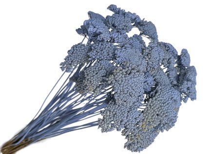 achillea dried sušený rebríček vintage blue modrý