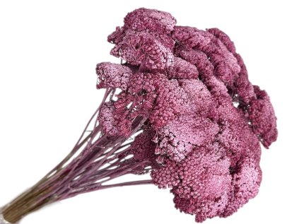 achillea dried yarrow vintage ping raspberry pink