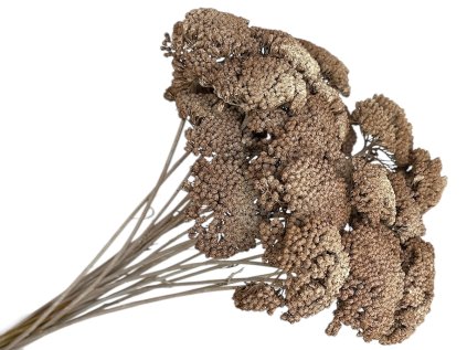 achillea dried sušený rebríček vintage brown hnedý rustikálny
