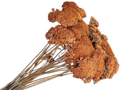 achillea dried sušený rebríček vintage orange rustikálne oranžové