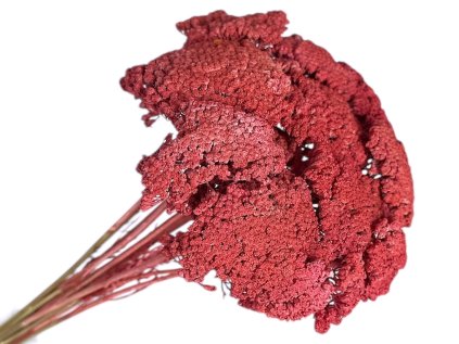 achillea dried sušený rebríček vintage red červený