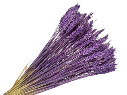 lagurus hnedo cierny